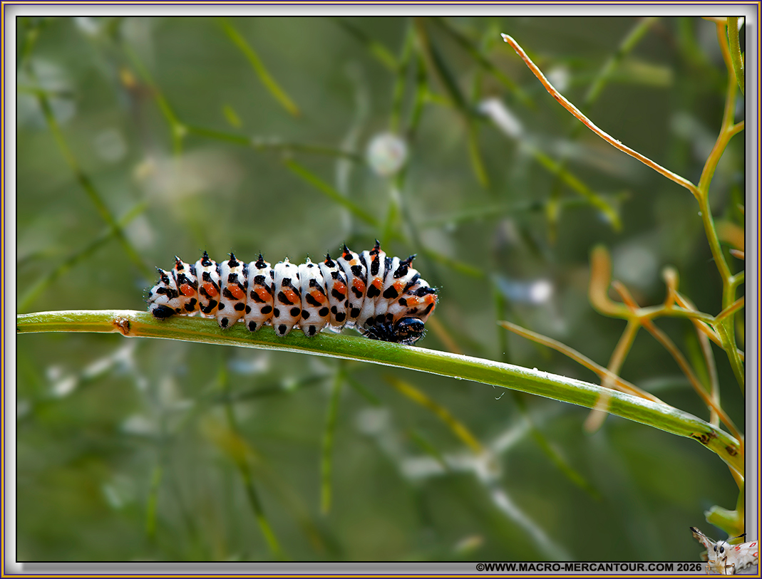 Chenille de Machaons